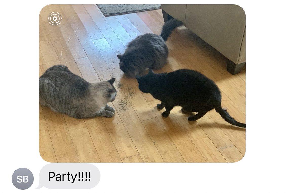 karamunn8's tweet photo. a series of events: https://t.co/ExereOTe14