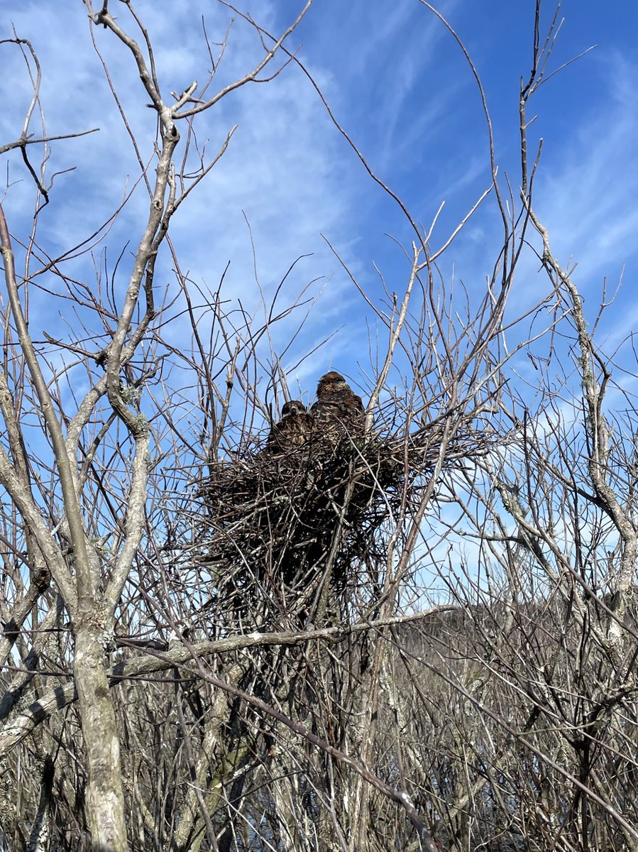 Nesting is underway! There are nests at all stages at Payne’s Prairie. Check out this nest caught mid-hatching! 👀