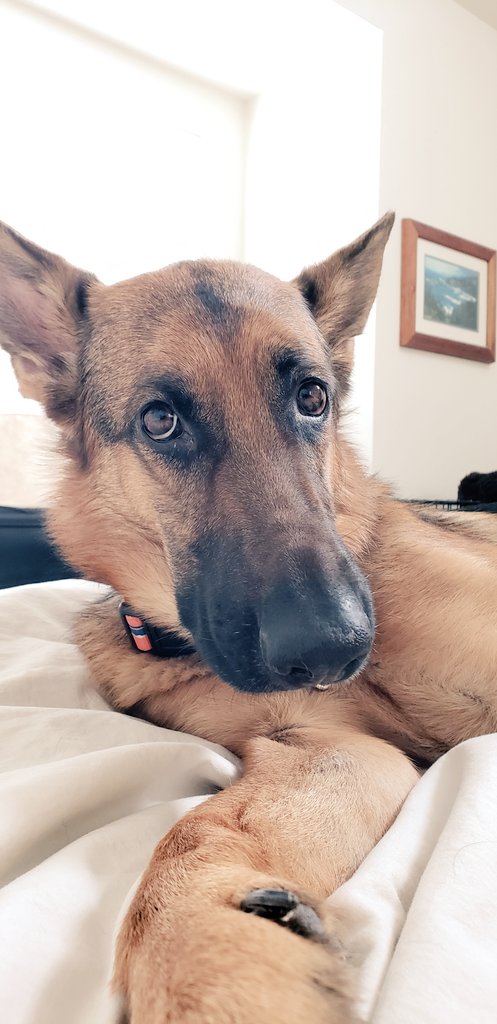 HeidiTown's tweet photo. She really wanted to go so we took a 3 mile walk through the snow & ice.
It wasn't fun, but just look at that face... could you say no?
#cowx #ColoradoDog #FritziTheGSD https://t.co/44IbAKHIVw