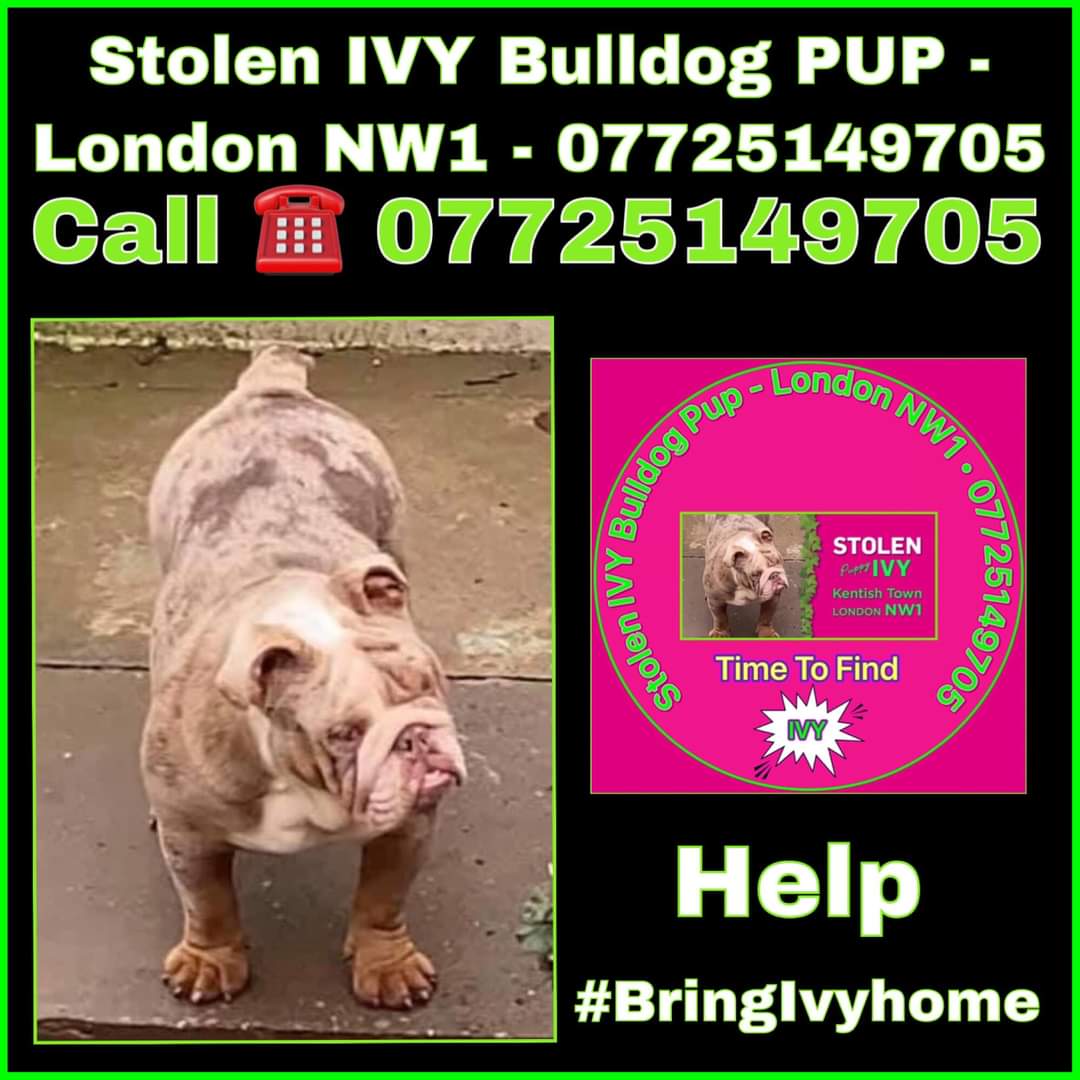#BringIvyHome We are looking for anyone who might have bought this female #Bulldog pup,called IVY, any time since January 20 2021. Ivy was stolen in a burglary in #NW1 #London
Please get in contact if you have seen her🙏 #StolenIvy <a href="/IvyStolen/">⭐️💫Stolen Ivy💫⭐️ Crime ref 2301109/21⭐️💫</a>