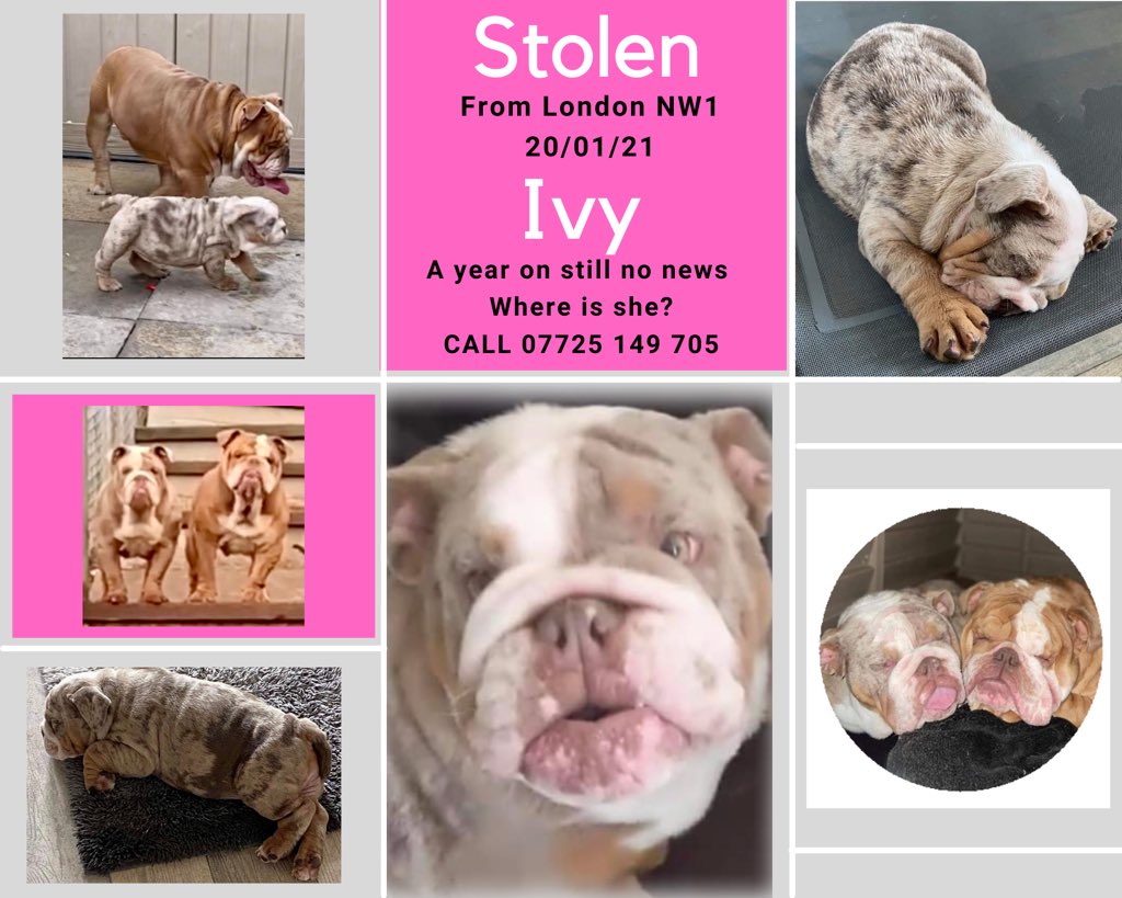 #bringivyhome
Ivy has been missing for a year, stolen from inside the family home in London 
A YEAR IS TOO LONG! #DogsofTwittter #bulldogs #London  #NW1 

Any info, please ☎️ 07725 149 705