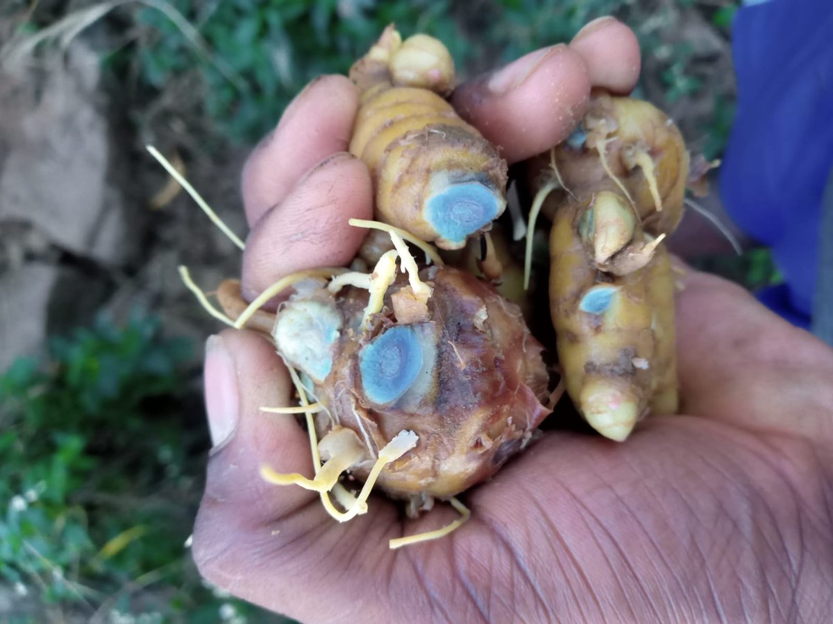 kalihaldi's tweet photo. #kalihaldi #blackturmeric from https://t.co/VqYSWpf6zz https://t.co/j4FOrPyo46
