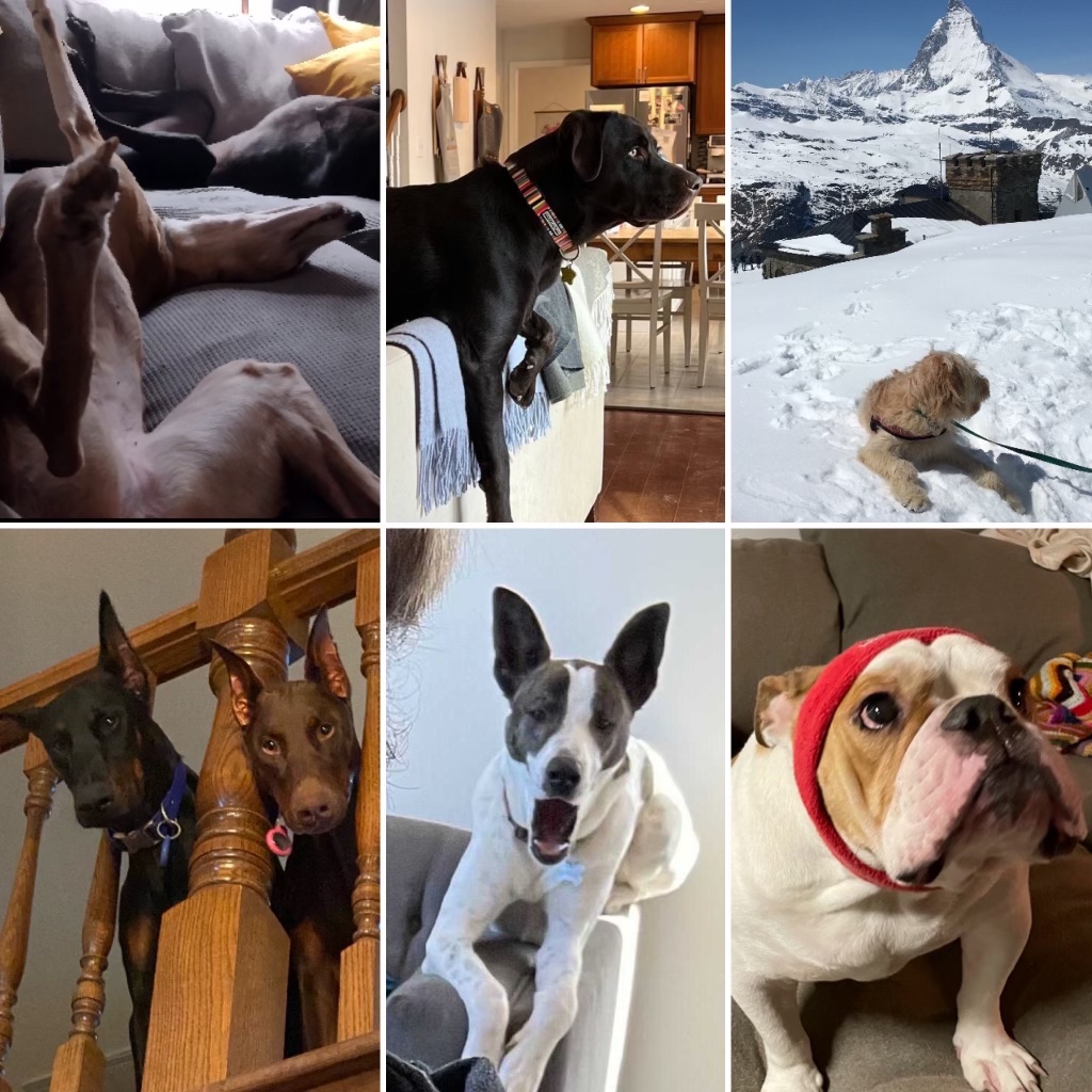 Replicated tweet media