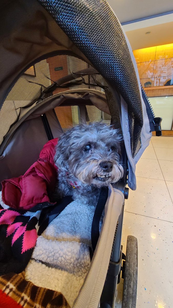 Someone isn't happy being at the vets. #DogsofTwittter #dogs #dogslife #dogsarelove #DogsAreFamily