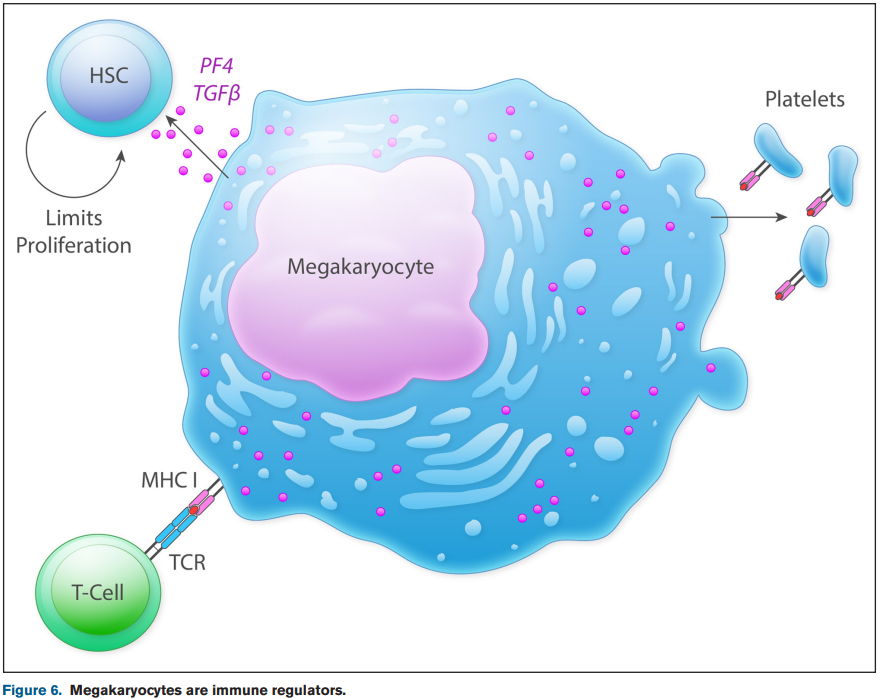 If you ever wondered how #platelets &amp; #megakaryocytes contribute to #immunity, here is an updated version <a href="/CircRes/">Circulation Research</a>:
ahajournals.org/eprint/6YWZ8DC…

Had tons of fun writing it with <a href="/CraigMorrell5/">Craig Morrell</a>!