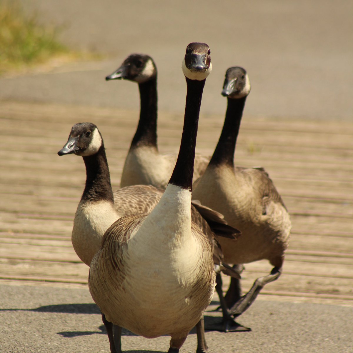 I'm looking for a part time receptionist to join my small but busy admin team at WWT London (N.B. Do not need to be a goose to apply) 
jobs.wwt.org.uk/vacancies/1519…

#adminjobs #receptionist #adminvacancy #wwtjobs #environmentjobs