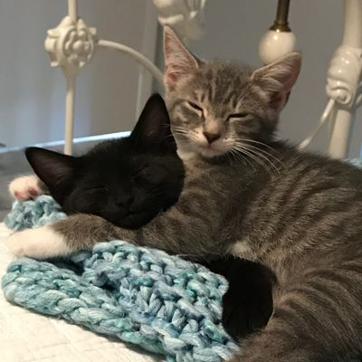 usmattress's tweet photo. Share your adorable sleeping pet pictures with us for a chance to win a free pet bed. Also, every entry earns an additional donation to @mhumane #usmattresspet https://t.co/CIX1Zojamq