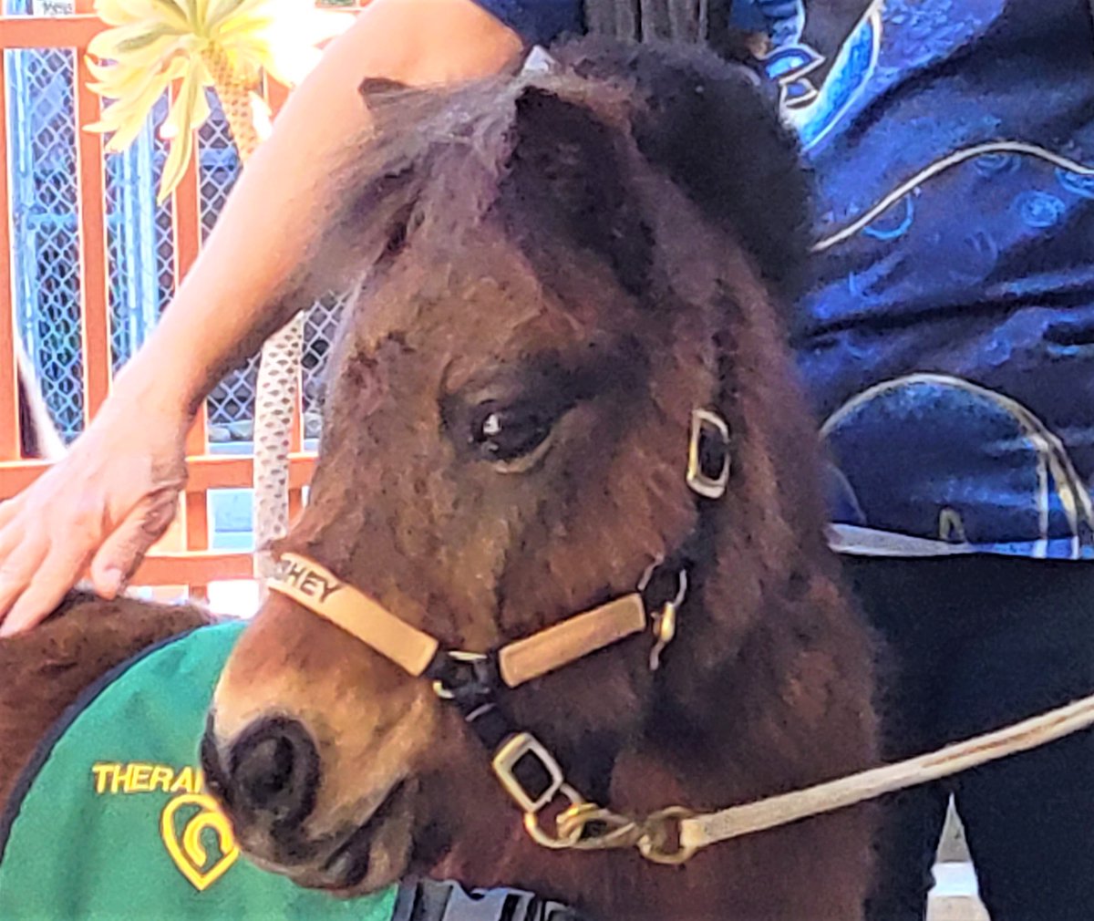 foziewisp's tweet photo. When the public library has a mini therapy horse visiting... #omg #smallandcute https://t.co/8EbzqHh64k
