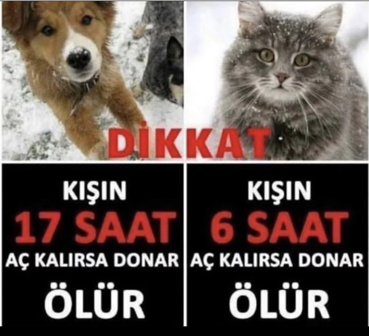#sokakhayvanlari #kediler #köpek 

Havale 1 hafta aşırı soğuk olacaktır..
Binalarımız kapılarını açık bırakalım..
#canlarımız için.