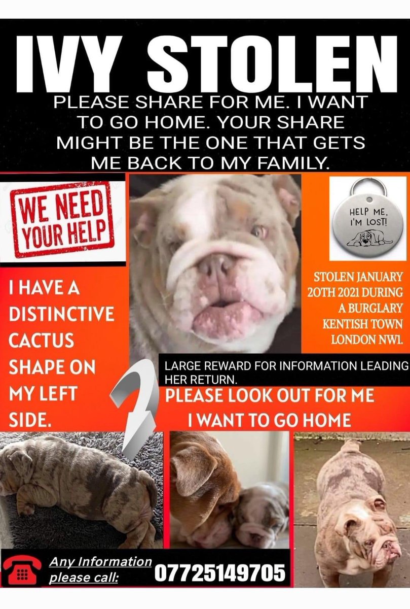 #BringIvyHome #StolenIvy has tan paws &amp; a tree shaped mark on her left side, she has been #missing for a year today, we must find her
Using #Socialmedia to bring #stolen pets home. Please RT &amp; pass on any info you have! Stolen 20/1/21 #NW1 #London