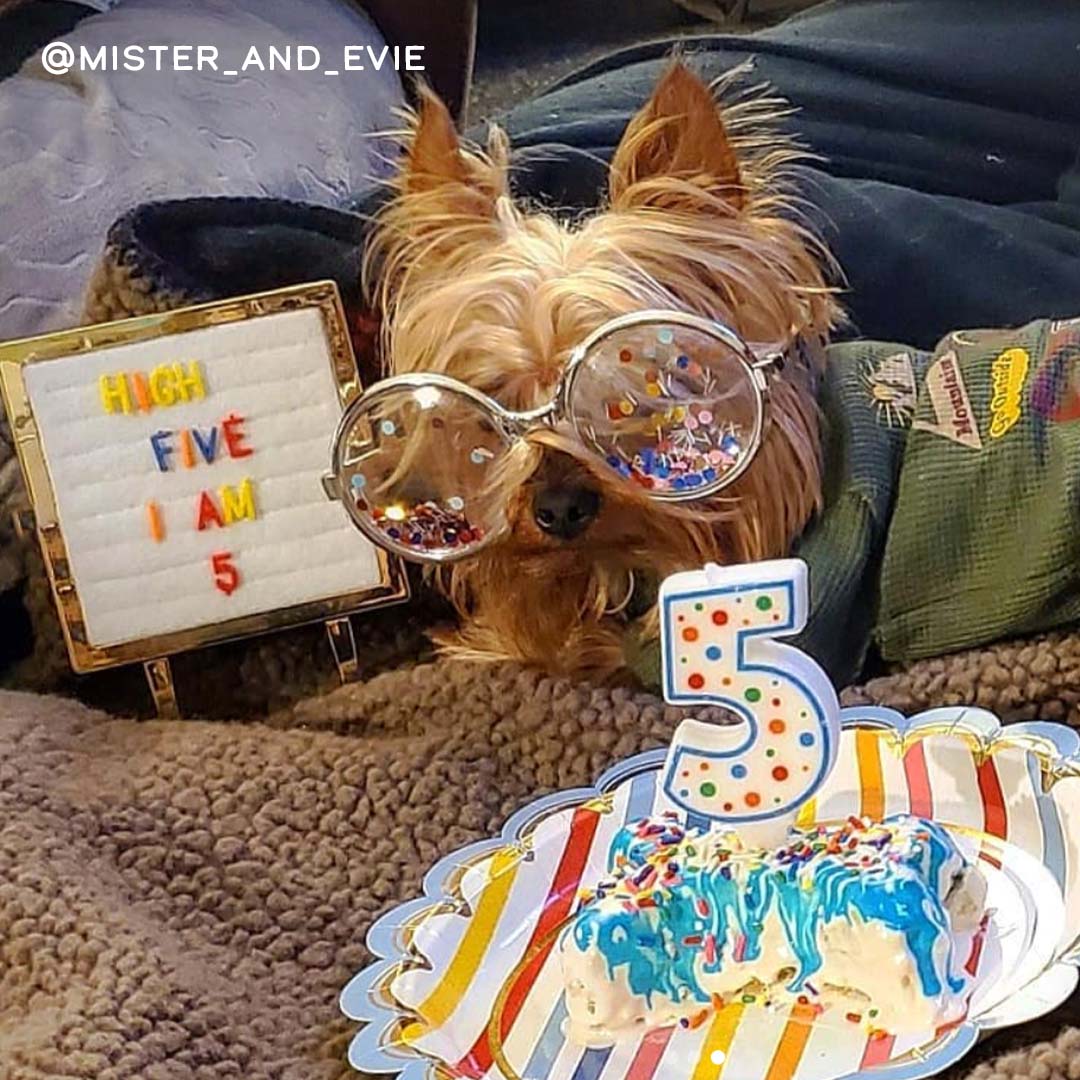 High five if your birthday is this month! How does your pet celebrate?
📸  @mister_and_evie