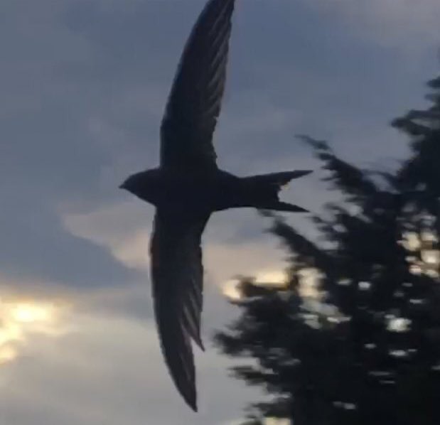 Just 100 days* till the swifts get back. *Give or take