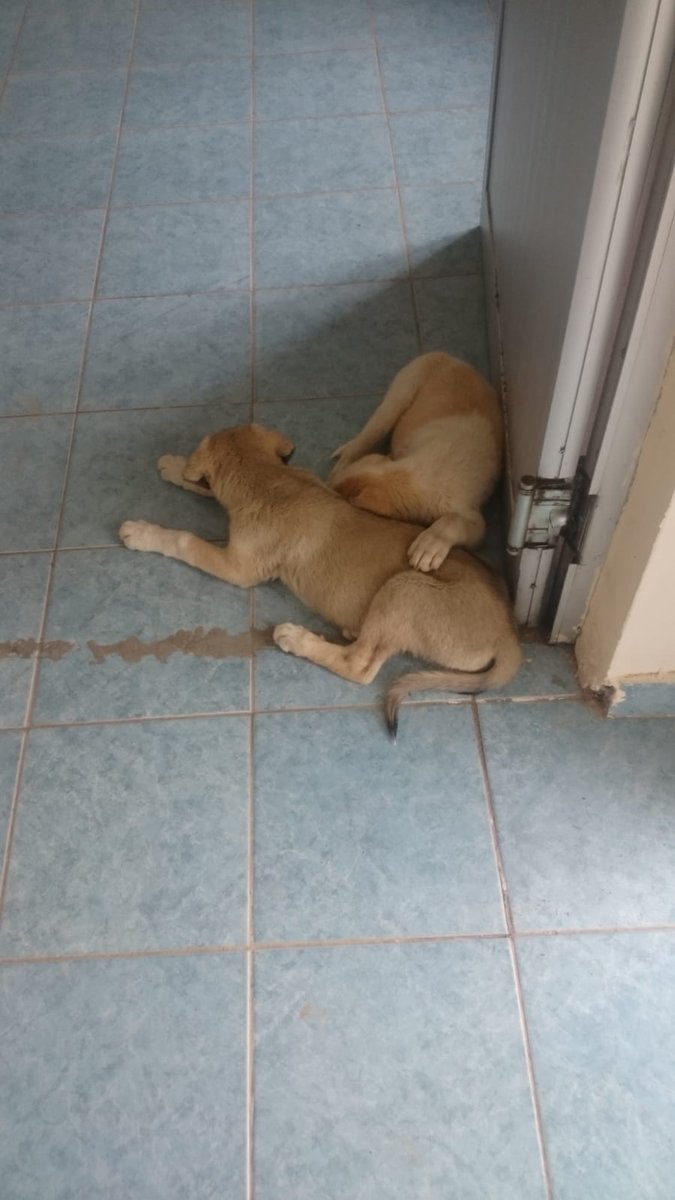 3_frens's tweet photo. We took the puppies inside because it was cold outside π€π€. it's that easy to make street animals happy. don't leave them aloneπππ#hopeforstray #NFTCommunity #opensea https://t.co/MW8yFIgBDG