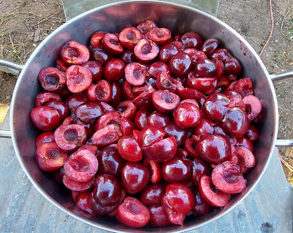 Just caught up with today's episode of Farmers' Country Showdown. It was lovely to see Tom Cannon from <a href="/RoughwayFarm/">Roughway Farm</a> &amp; see &amp; hear about John's cobnuts &amp; their fruit. I buy their lovely cherries &amp; greengages every year so it was wonderful to see the farm &amp; the family behind it.