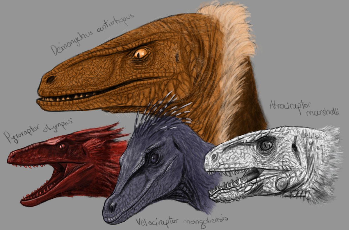Riamus01's tweet image. Me and the Boys, getting ready for the new movie

All raptor species from the Jurassic Park movies: