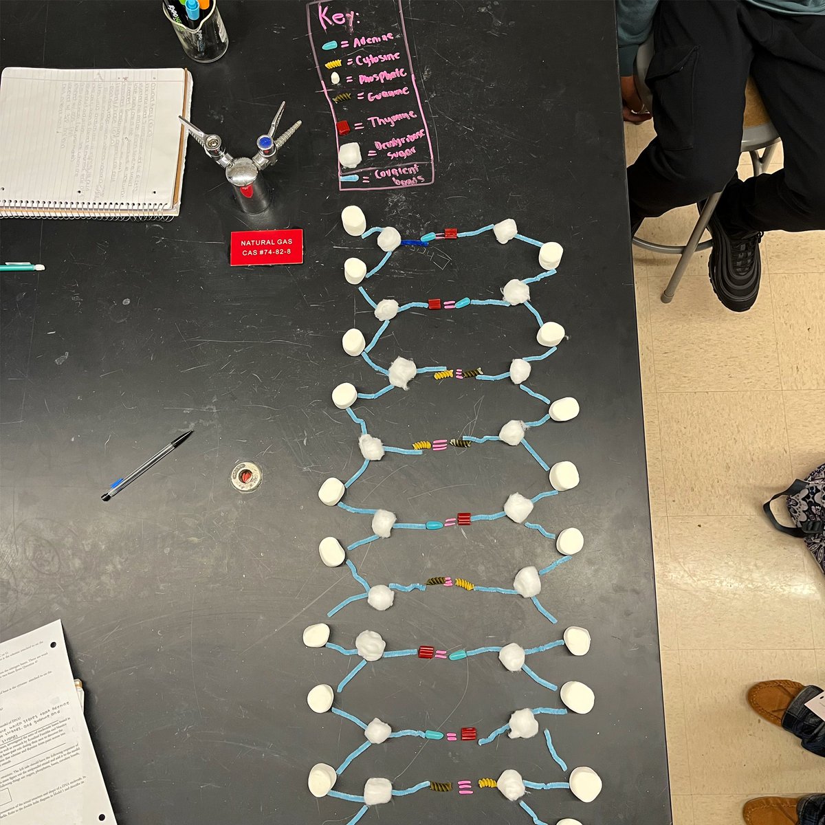 torchianator's tweet image. Beautiful job modeling DNA structure today in Honors Bio! #goknights #honorsbio #knightscience @FazioSally