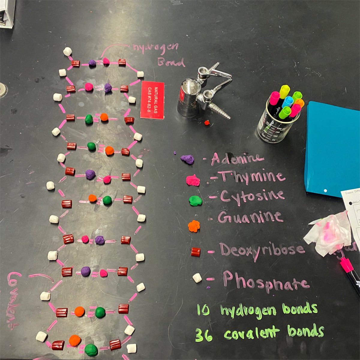 torchianator's tweet image. Beautiful job modeling DNA structure today in Honors Bio! #goknights #honorsbio #knightscience @FazioSally
