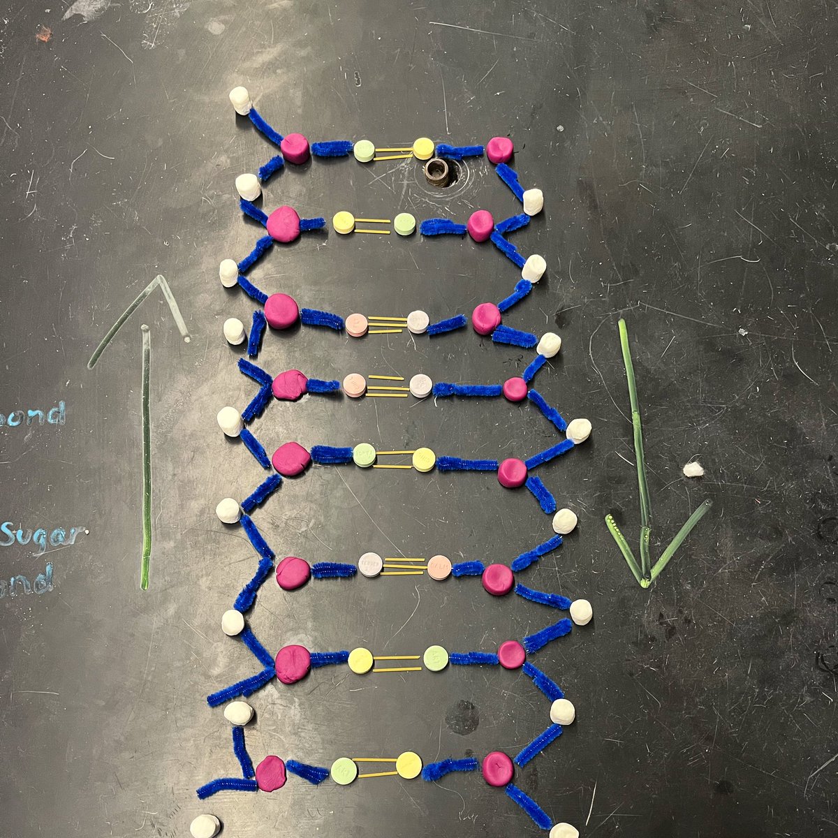 torchianator's tweet image. Beautiful job modeling DNA structure today in Honors Bio! #goknights #honorsbio #knightscience @FazioSally