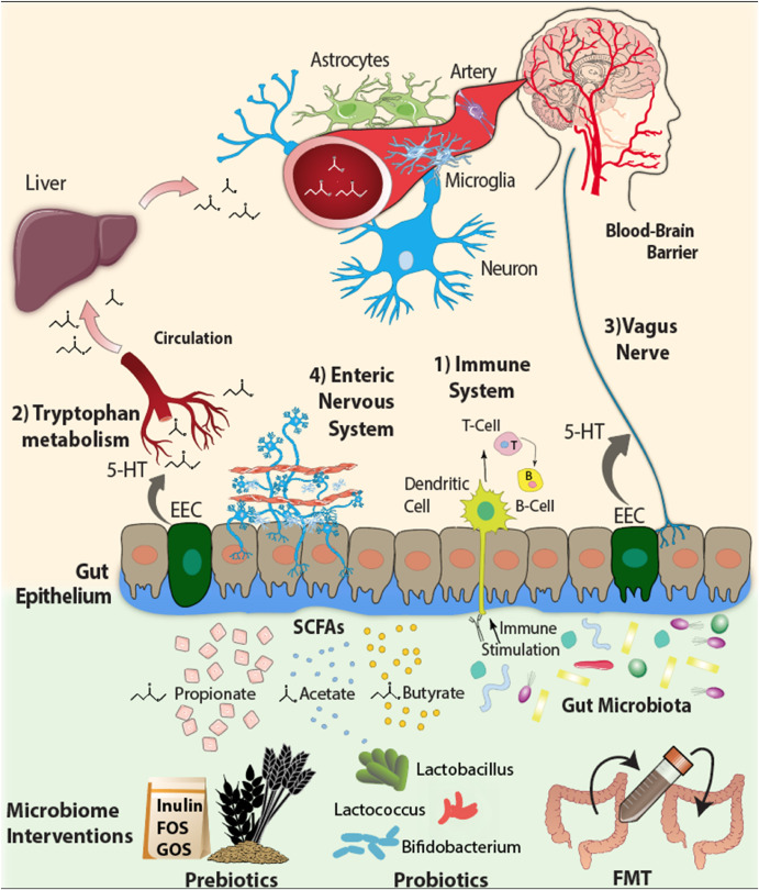 John F. Cryan (@jfcryan) on Twitter photo Short chain fatty acids: Microbial metabolites for gut-brain axis signalling. Just out in Molecular and Cellular Endocrinology -Well done <a href="/kjdoriordan/">Kenneth J.O'Riordan</a> & all
<a href="/Pharmabiotic/">APC Microbiome Ireland</a> <a href="/AnatNeuroUCC/">UCC Anat. & Neurosci</a> <a href="/UCCResearch/">UCC Research</a>
sciencedirect.com/science/articl… Short chain fatty acids: Microbial metabolites for gut-brain axis signalling. Just out in Molecular and Cellular Endocrinology -Well done <a href="/kjdoriordan/">Kenneth J.O'Riordan</a> & all
<a href="/Pharmabiotic/">APC Microbiome Ireland</a> <a href="/AnatNeuroUCC/">UCC Anat. & Neurosci</a> <a href="/UCCResearch/">UCC Research</a>
sciencedirect.com/science/articl…