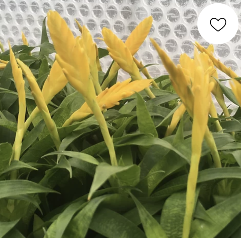 We've got loads of live plants available,  begging to be planted in your vivarium! Arid and jungle species available. 🌱🌵🪴
buff.ly/2OI4Dll