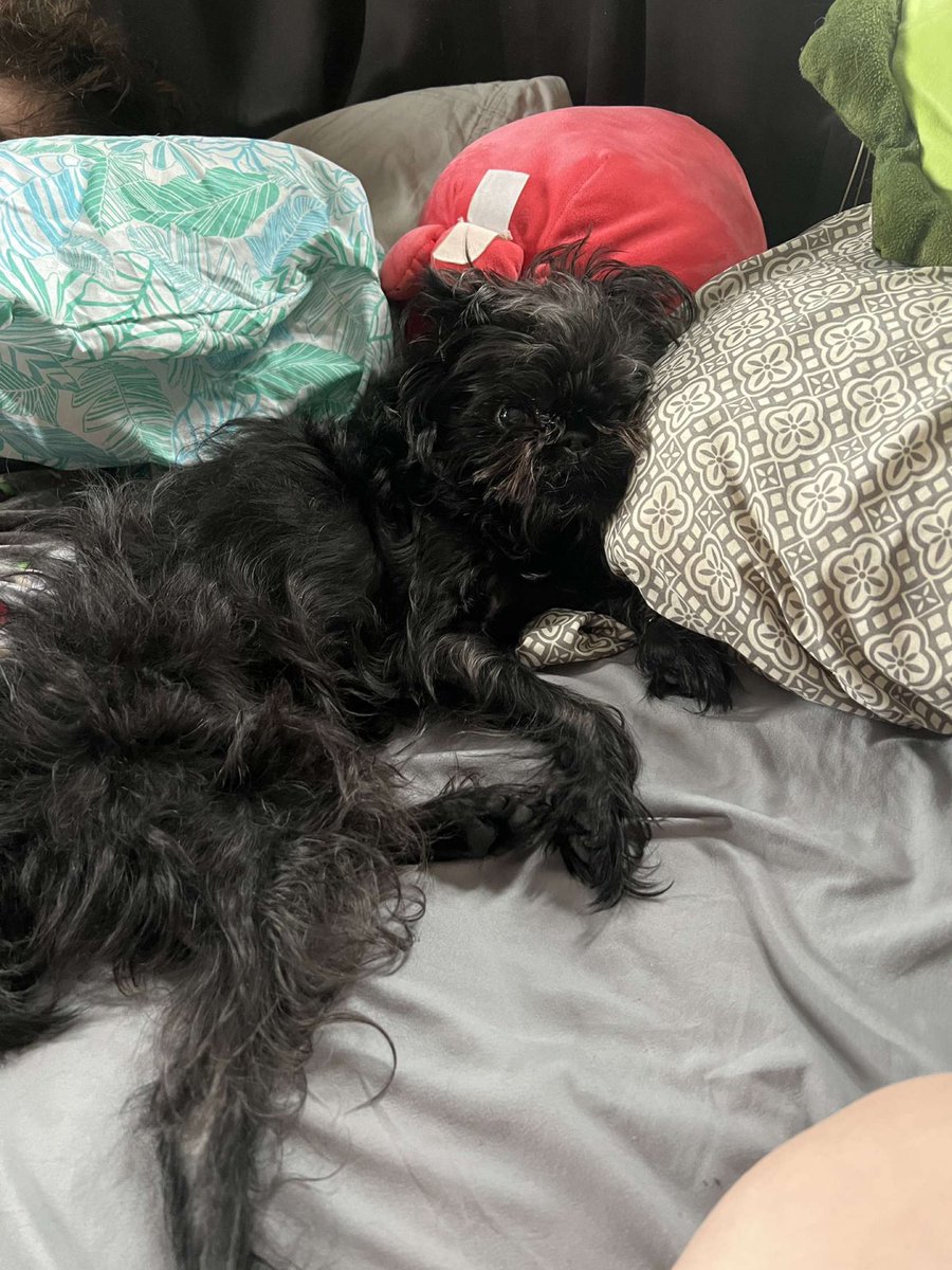 Noodles The Dog (NoodlesSnout) Twitter