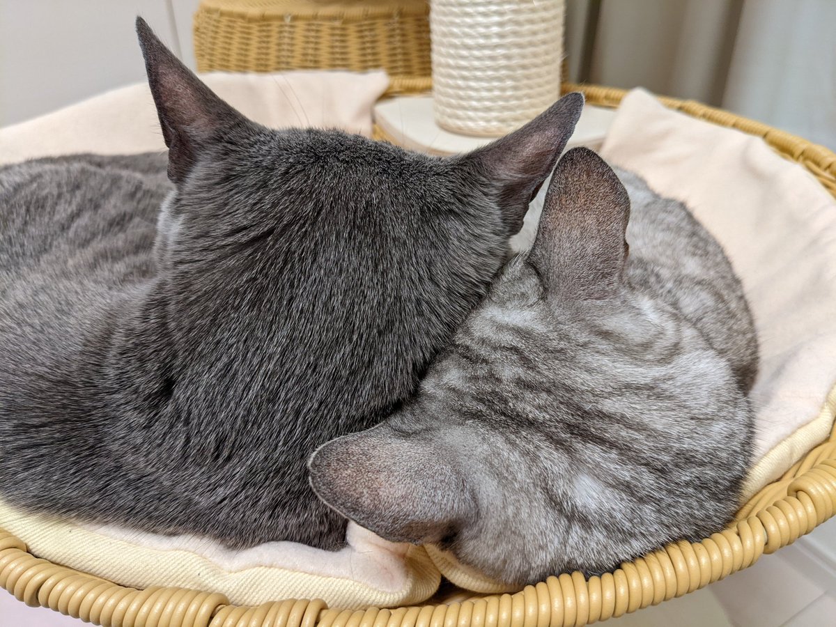 ねこほうママ tweet media