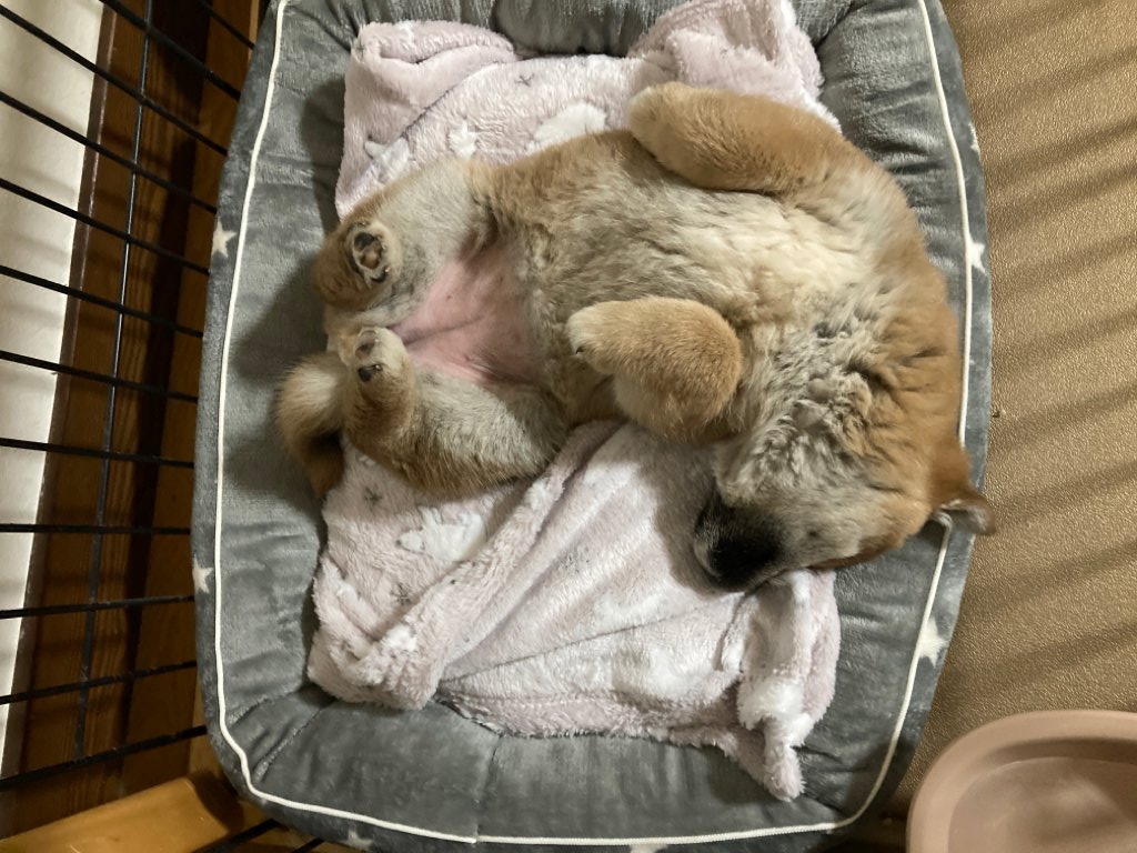 いとパパ 南伊豆の柴犬時々釣り 子犬 睡眠時間 で検索すると2 ３ヵ月の子犬の睡眠時間は１日18時間となってるけど 逆なんじゃないかと思う位元気いっぱい暴れまわってる 最近は寝ている姿が天使に見える 柴犬 柴犬のいる暮らし 寝顔 伊豆