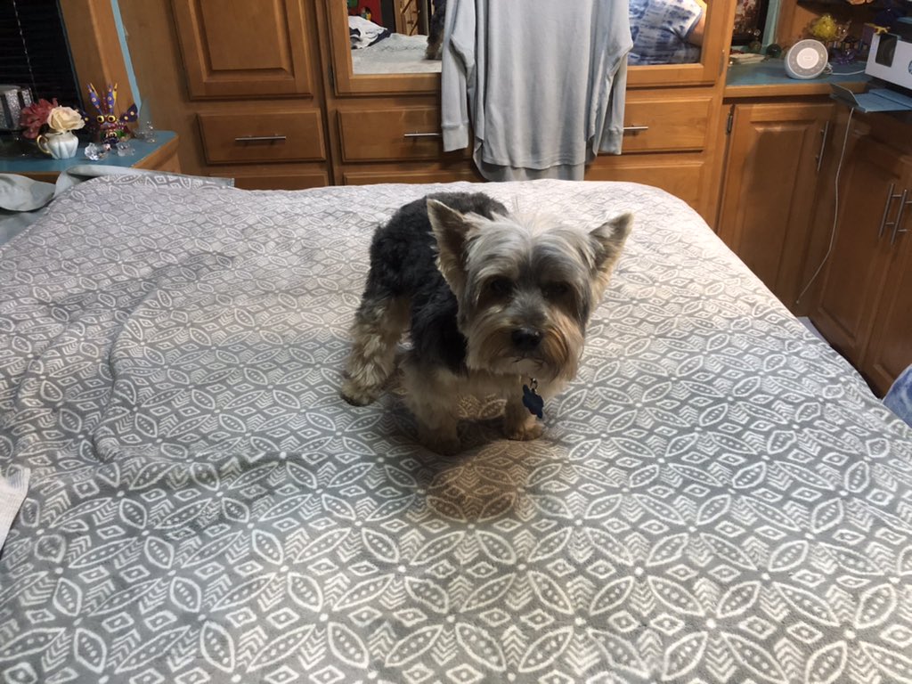 SandyAxelrod's tweet photo. Hershi says Thank You, Thank You to his and our new friend Louise for giving him a great haircut and making him the handsome pup once again.

Subscribe at https://t.co/CRclCly21N to follow all our adventures 

 #TravelFoodBlog #TravelPhotography #yorkie #yorkiesofinstagram https://t.co/yTDp2sDiaZ