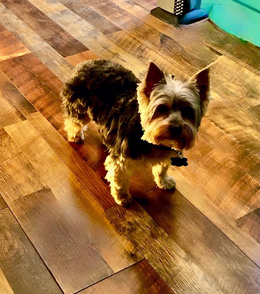 SandyAxelrod's tweet photo. Hershi says Thank You, Thank You to his and our new friend Louise for giving him a great haircut and making him the handsome pup once again.

Subscribe at https://t.co/CRclCly21N to follow all our adventures 

 #TravelFoodBlog #TravelPhotography #yorkie #yorkiesofinstagram https://t.co/yTDp2sDiaZ