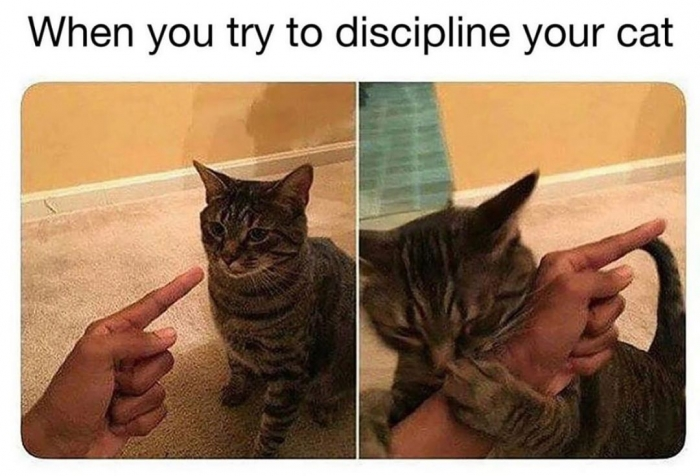 ellelljaytoo's tweet photo. Discipline. Your. Cat.😾Now that you've seen the outcome, #WouldYOUDoIt? 

Cats own. They don't have owners. Make a note of it.

#catsoftwitter 😼💥 https://t.co/4qiIqMlPKr