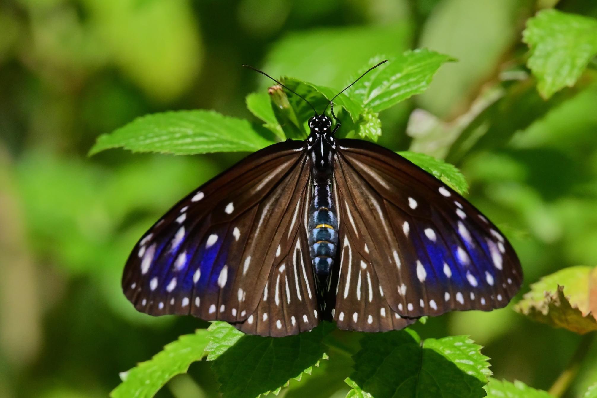 Nomsphotomic 美しいツマムラサキマダラ 多摩動物公園 蝶の温室 Fineday Field Insect Fresh Nikon 昆虫写真 自然写真 Butterfly 蝶 多摩動物公園昆虫館 多摩動物公園蝶ドーム 沖縄の蝶 ツマムラサキマダラ T Co Dmxoj5fhew