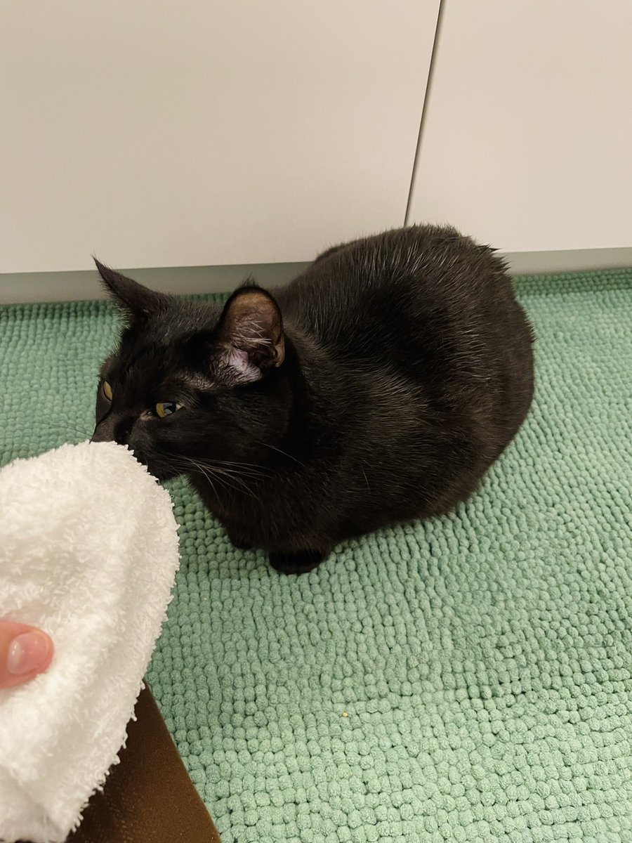 PNW_Chaos_Ninja's tweet photo. 😅🐱 Teaching Zoë about #BathTime.🛁. #FamilyLove #QualityTime #AdoptDontShop #SillyKitten #CatsOfTwitter #CatLife #HappyTogether #CleanKitty #HealthyHome https://t.co/sTTDsvj55O