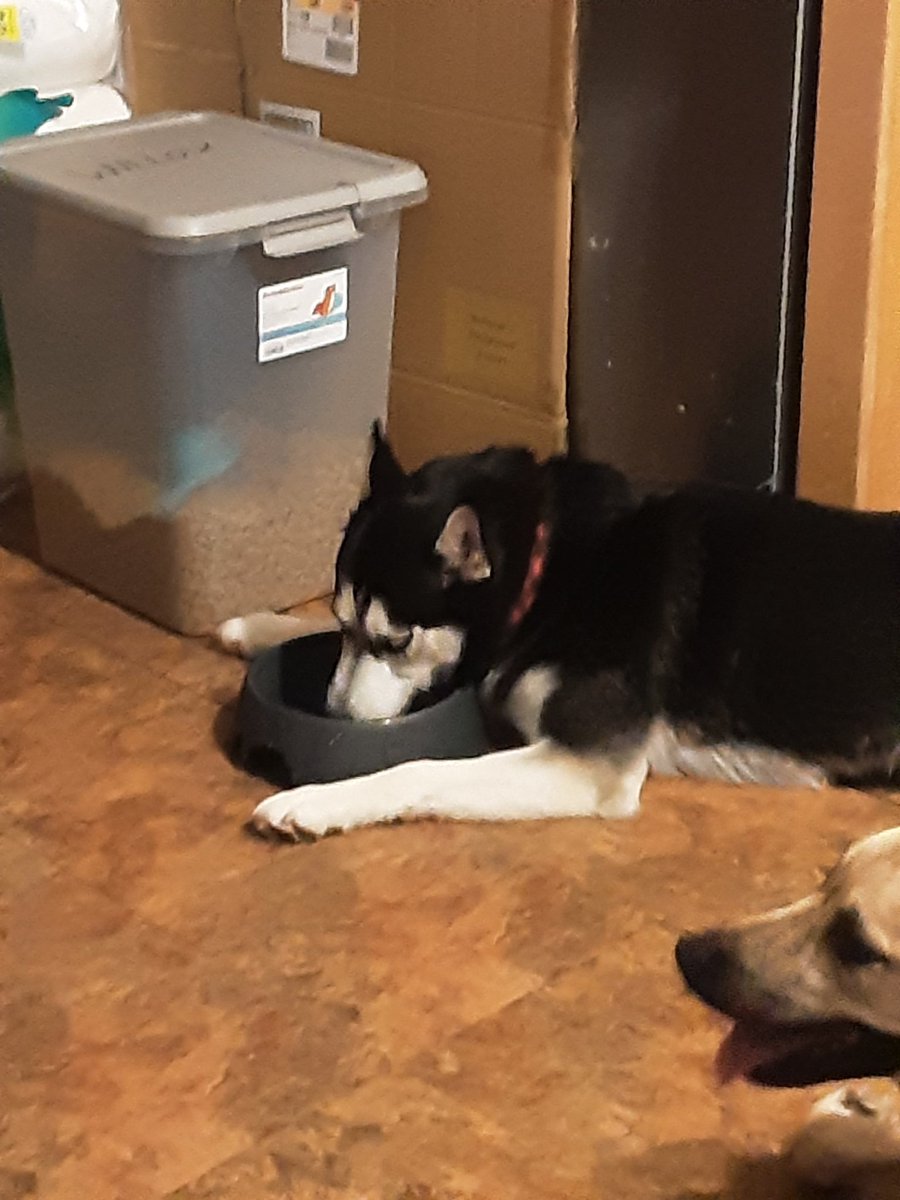 BroadwayT's tweet photo. Just got back from walking and I won't share the water. #dogs #dogs #dogsoftwitter https://t.co/WIF5WrmyQJ