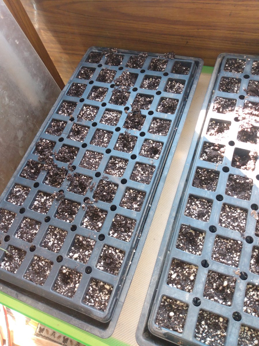 Meeces are fuckin' with the #seedtrays.
This is war.