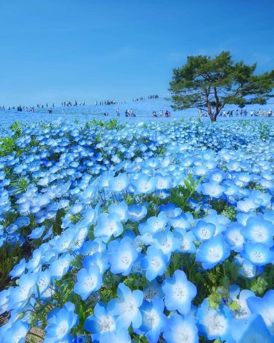 taleahmoolla's tweet photo. More beautiful reasons to visit Japan @swailer15 #bucketlist #blooms 
#fieldsofdreams #nature #flowers https://t.co/kwwtTiqmwZ
