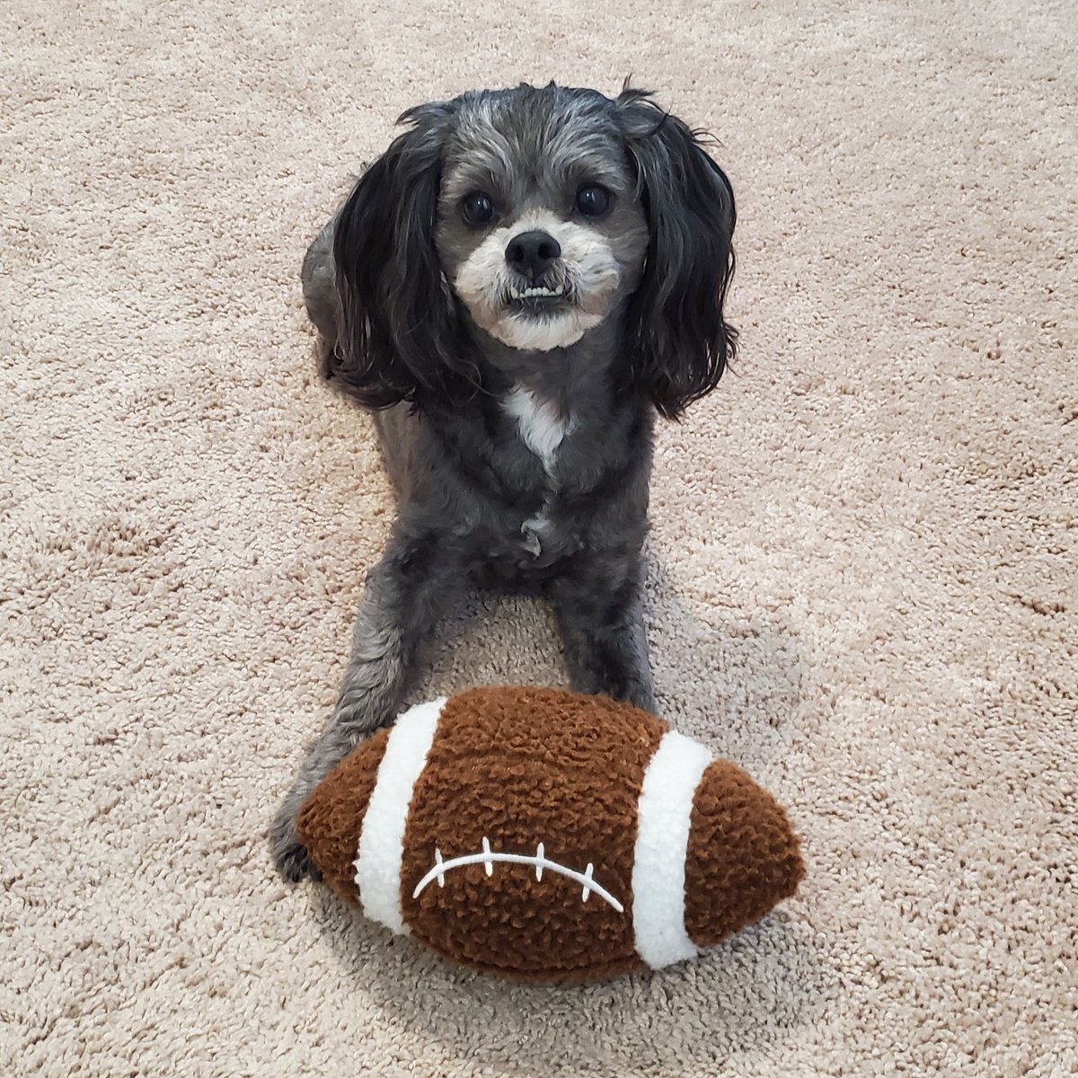 TalkCockyWithMe's tweet photo. Let's see those fur-family members.
This is my main man and my at home office manager, Rhett.
#DogsOfSC https://t.co/l4AT3He1B6