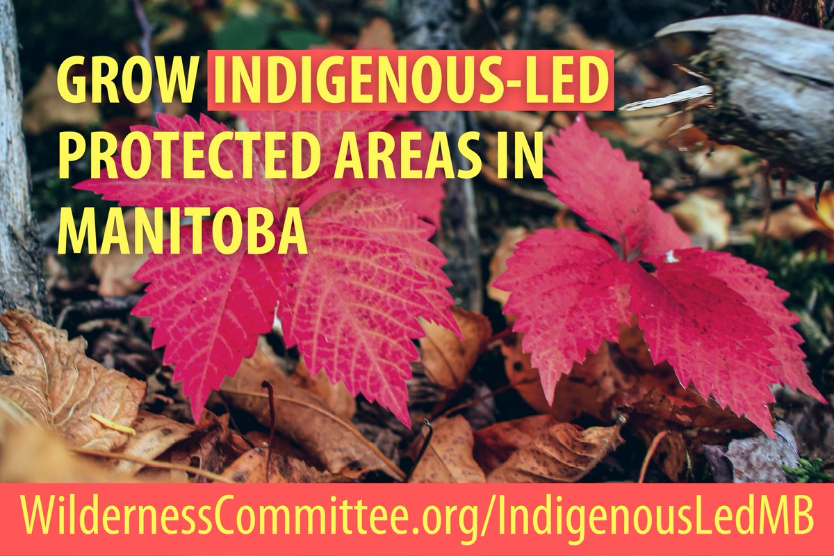 Manitobans #NeedMoreNature, and all that nature is on #IndigenousLand! Manitoba needs to take steps to develop a new way of protecting our wilderness and waterways according to the wishes of each individual community. 
#mbpoli 
Wildernesscommittee.org/IndigenousLedMB