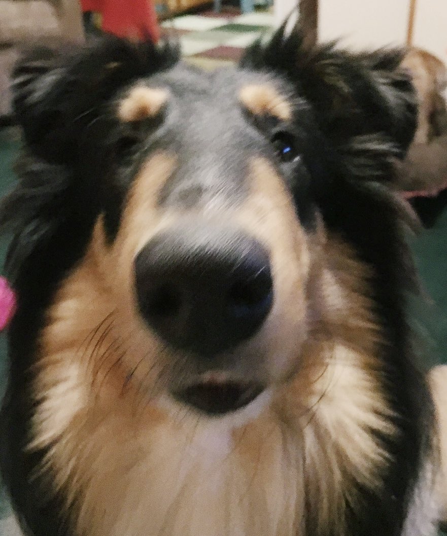 HollllieCollie's tweet photo. i am hollie collie https://t.co/yWvaAAA0kF