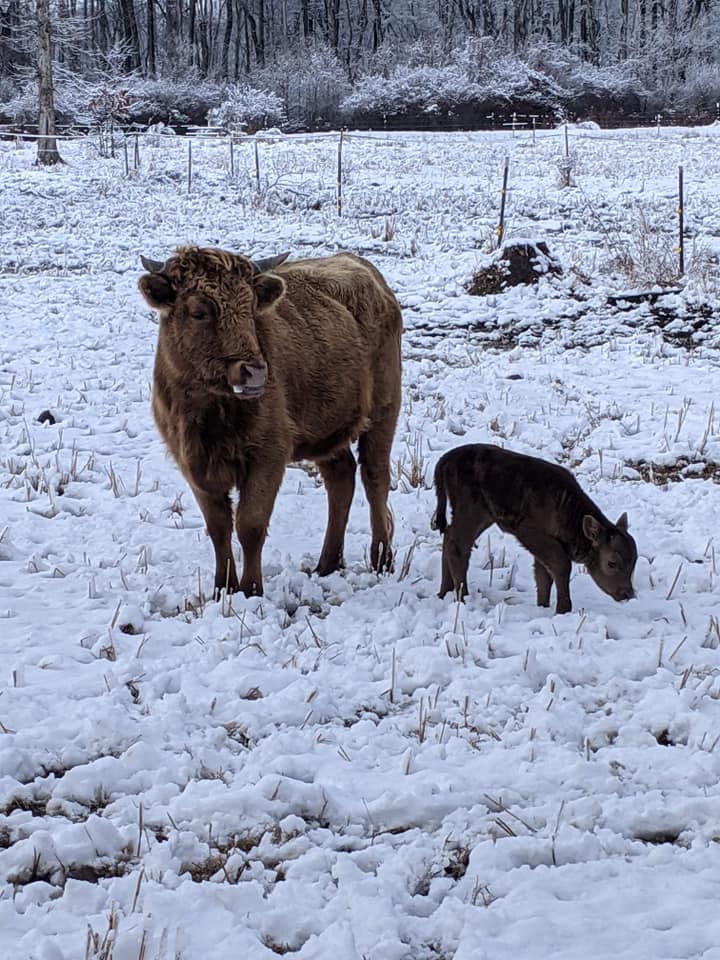 TwistedWillowNC's tweet image. This time last year, our #dextercow ladies Orla and Chamois got to frolic in their first snow! Little Chamois has certainly leveled up her fluff since then. I wonder what she'll think of the snow hitting the #midatlantic region this weekend! ❄️
