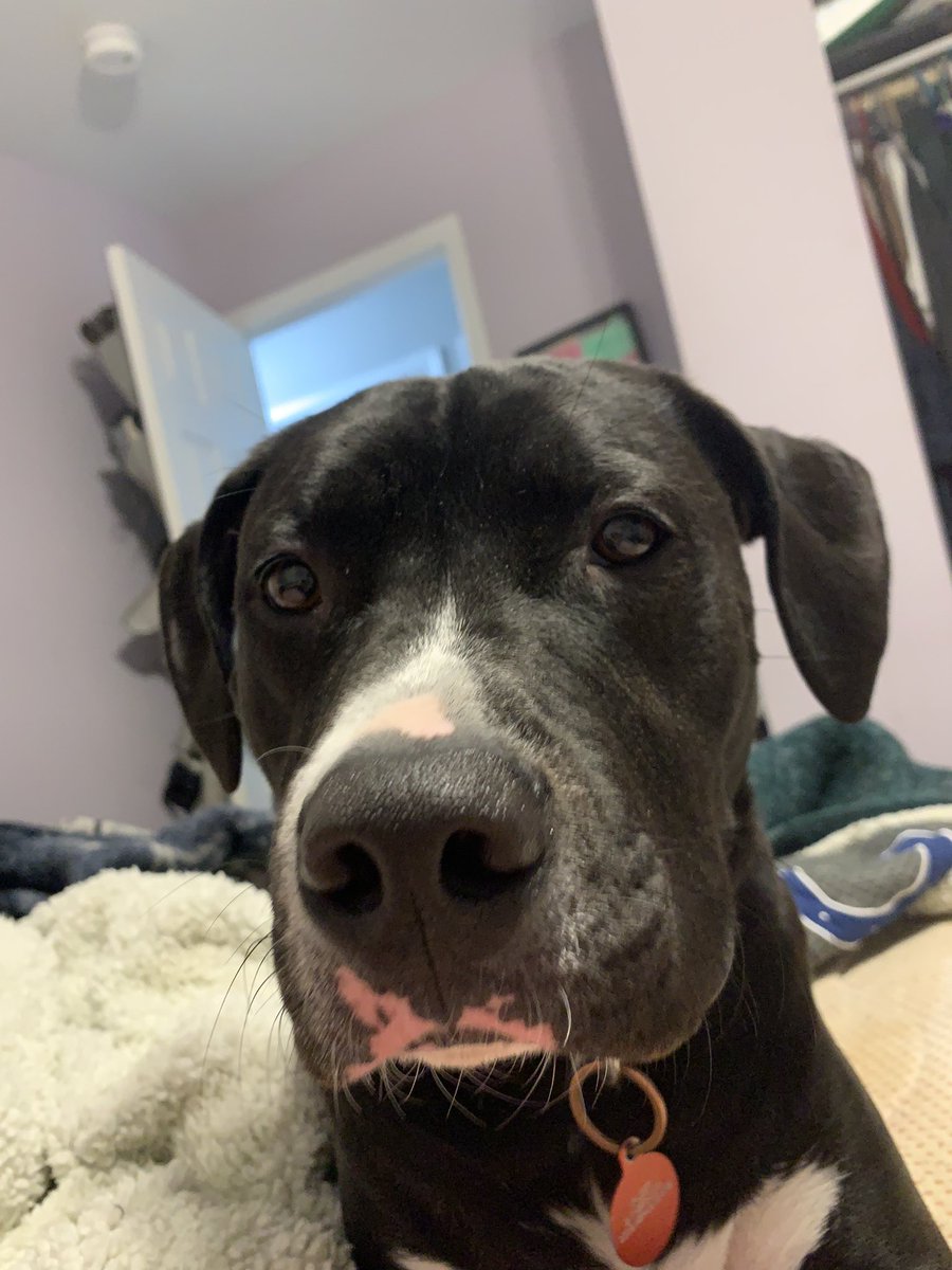 stormmoss's tweet photo. My last will a testament….#wordsofmoss #labrabull https://t.co/XIFHRbjSEx