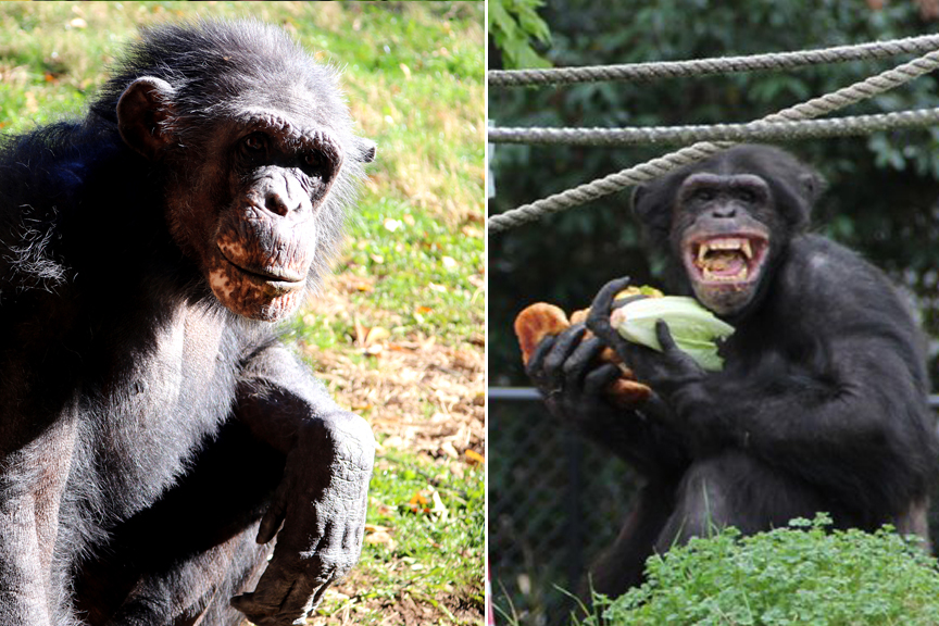 Montgomery Zoo celebrates the life of one of zoo guests and staff’s favorite chimps; Chester passes away at age 39. During the early morning of January 17, 2022, Chester passed away in his sleep of natural causes, six months shy of his 40th birthday.  #mymgmzoo