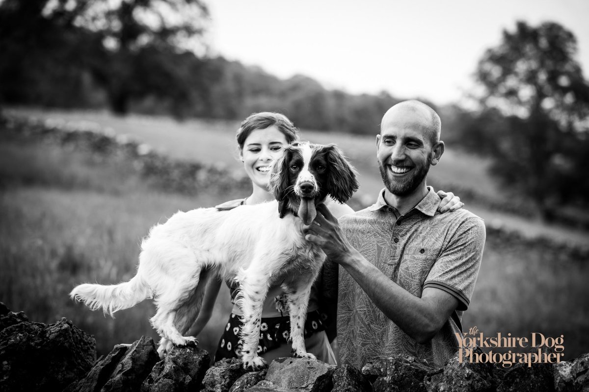On top of the wall! This Springer girl loves to be high up in the Dales! 🐾🐾🐶 #springerspaniel #yorkshiredogphotographer #dogphotographer