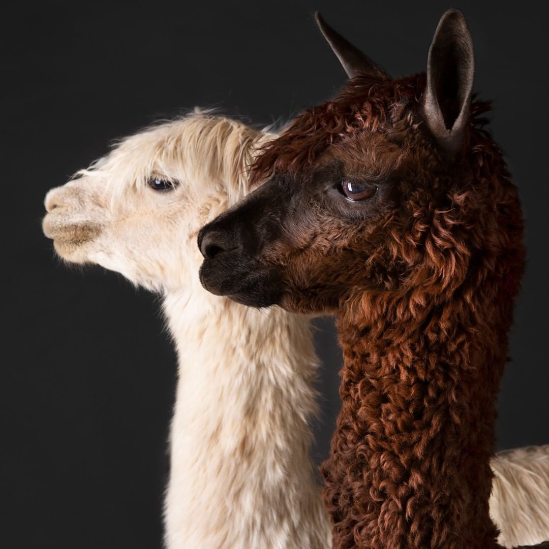 75Tresser's tweet photo. Looking for something to do that is fun for the whole family? Get your fix of nature, art, culture, and history at the Stamford Museum &amp; Nature Center! It will be no "prob-llama" having an amazing time here! 🦙

📸: @stamford_museum_naturecenter on Instagram https://t.co/S70Tbv2jf6