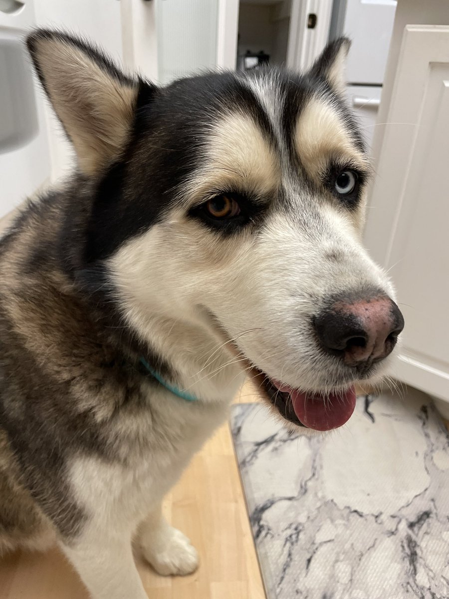 madi_yepthatsme's tweet photo. Hey y’all, really could use your help boosting this tweet to find Frank a home. He’s a wonderful companion with a sweet and spicy personality, it pains me to not keep him for myself but I’d like him to go to a home where he won’t be confined to a small yard alone all day. https://t.co/htRN51jBOa