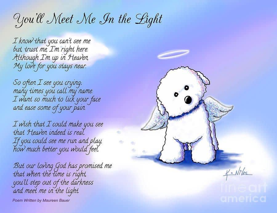 SodapopIRL's tweet photo. @nevenmaguire So sorry to hear this, I lost my bichon Chewie on Stephen’s Day, we too are heartbroken https://t.co/pVkt1vP8cM
