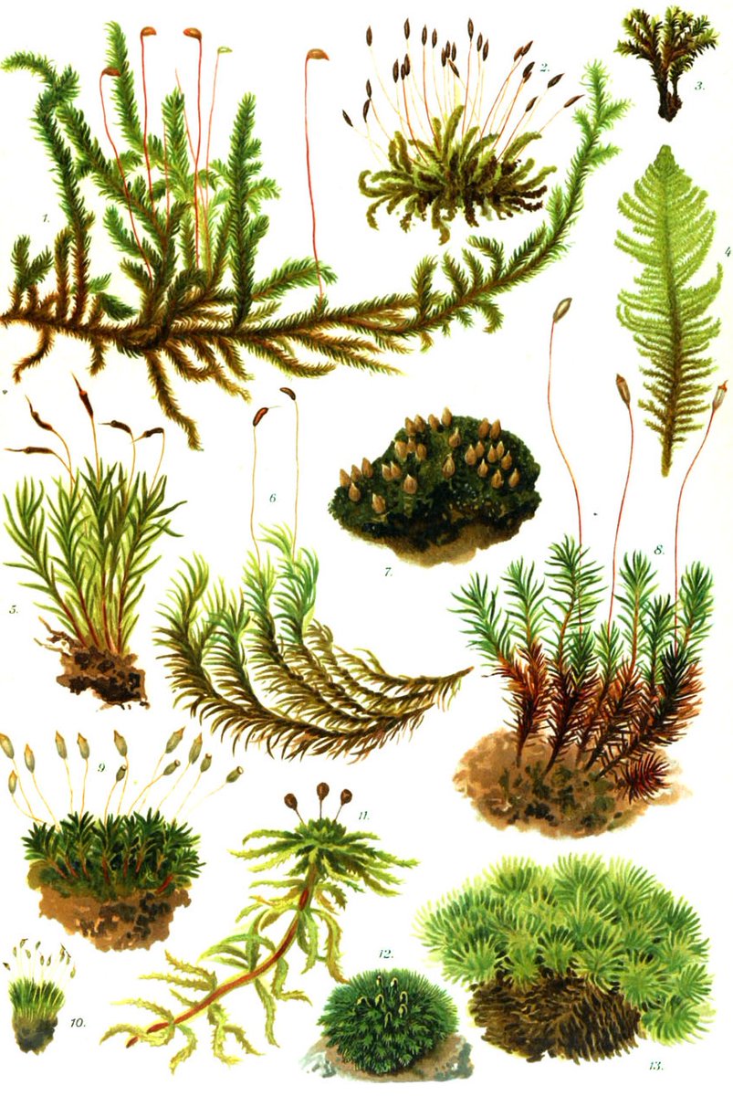 sansculotides's tweet photo. Today is duodi 2 Pluviôse in the year of the Republic CCXXX, celebrating moss. https://t.co/S1vYexRth8