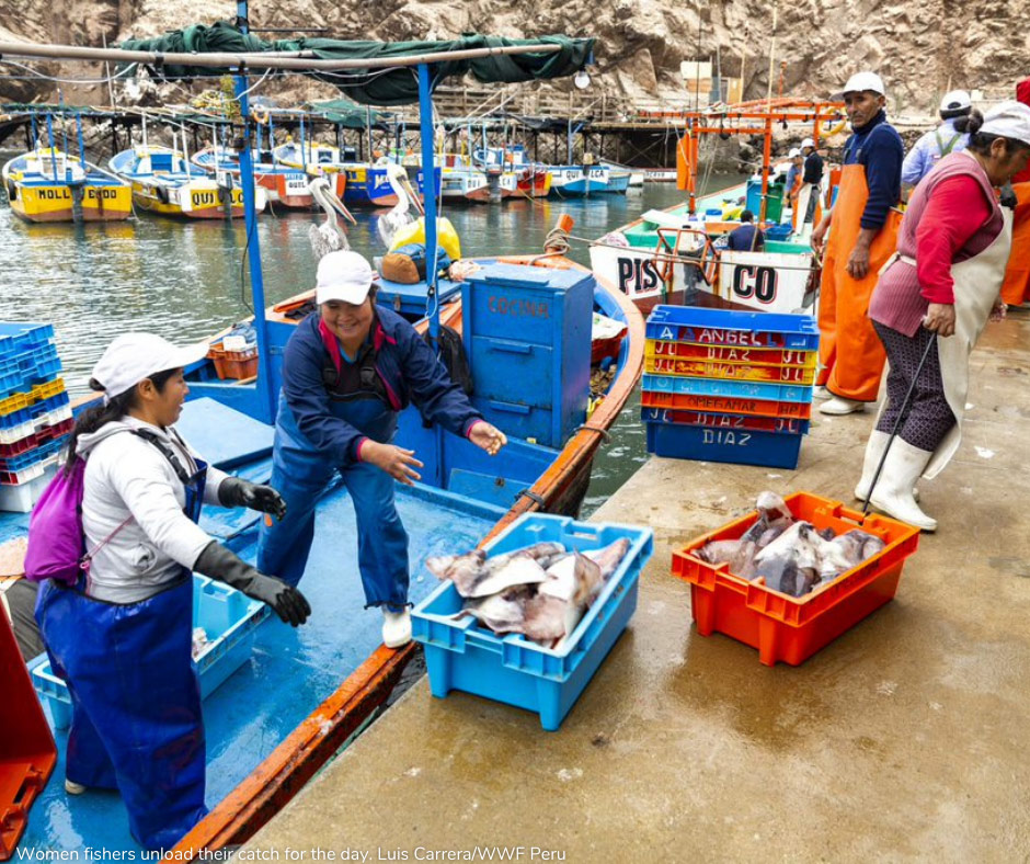 BancoMundialLAC's tweet photo. La #sobrepesca 🐟  genera pérdidas por 83.000 millones de US$ que podrían ayudar a la población y a las comunidades costeras. 🌎 📉  

¡Tú puedes contribuir a resolver el problema! 🤩

Participa del #concurso #SolutionsToOverfishing aquí 👉 https://t.co/yzPHTHIxKV https://t.co/PkDSqklg9P