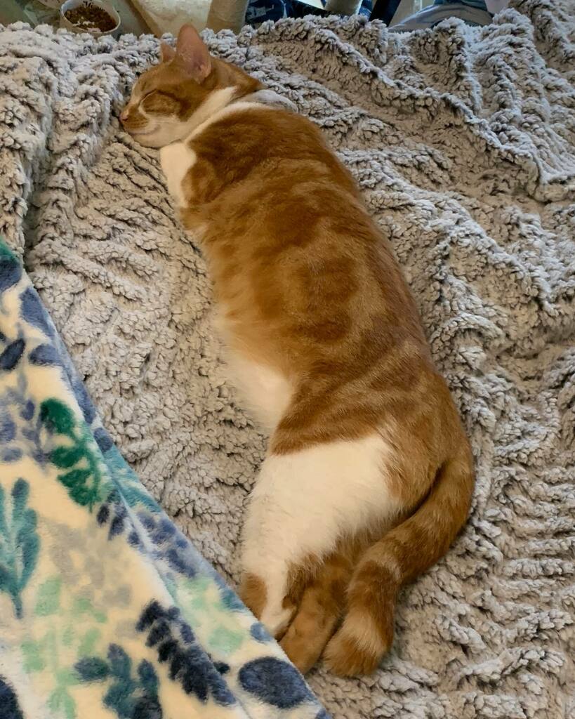 kittensholmes's tweet photo. Long kitty https://t.co/SmcaPGLM8H
