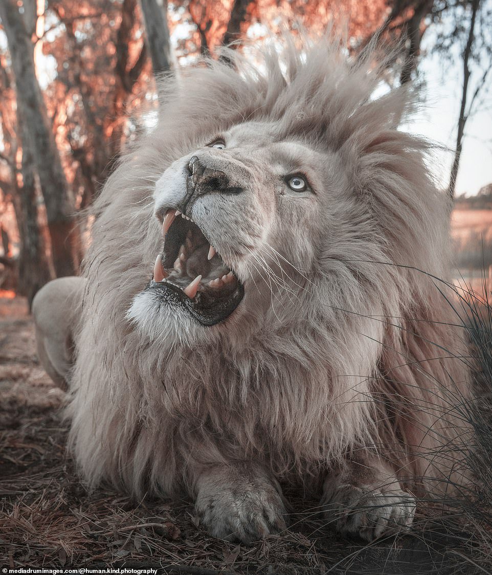 TheNorskaPaul's tweet photo. The ‘mane’ attraction 😆🥴
Majestic white lion with immaculate head of hair is a hit at #Harrismith #SouthAfrica wildlife sanctuary 😍
#SimonNeedham got pics at #GlenGarriffLionConservation
The lions condition known as leucism - causing a partial loss of pigmentation. https://t.co/xcsgnSbmAU