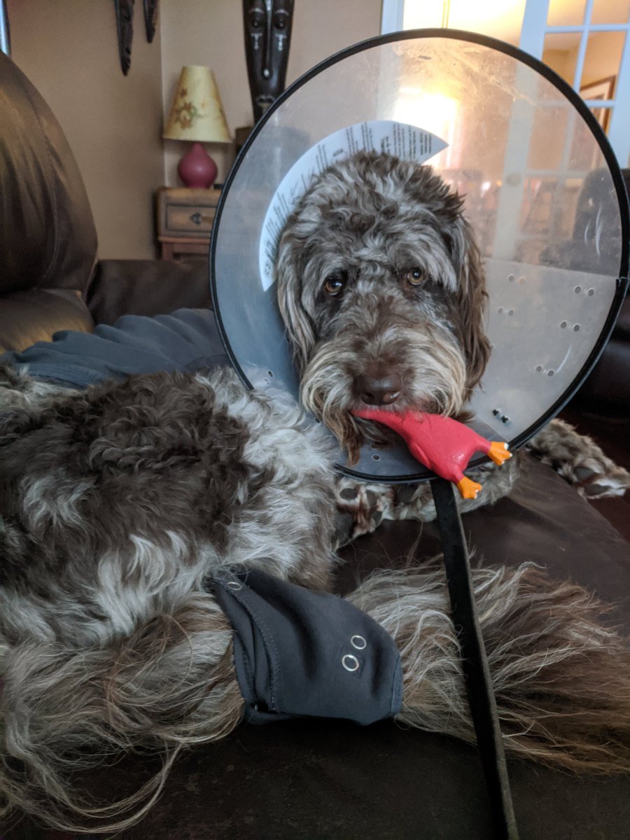 I love that I have followers on Twitter (thank you friends) despite have limited knowledge as to how to tweet! Here's my recently neutered pup who is definitely not living his best life.